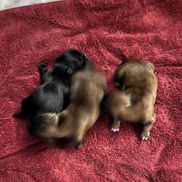 Shih Tzu Maltese Puppies Available for Deposit in Lorton, va