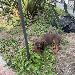 Doberman Puppies Ready for New Homes in Fort Myers, fl