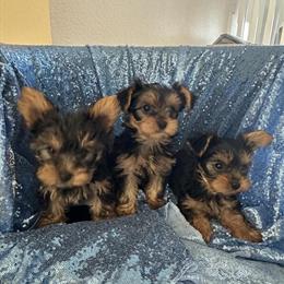 Male Yorkshire Terrier Puppies with Champion Lineage Available in North Royalton, oh