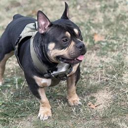 Pocket Bully for Stud - Tri Color in New York, ny