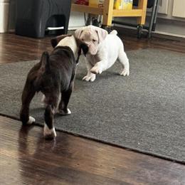 Boxer puppies available April 10th in Sardinia, oh