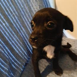 Yorkshire Terrier and Pomeranian Puppies Available in Swanton, oh