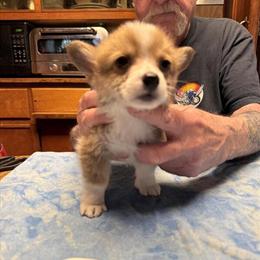 Red Male Corgi Available - AKC Registered in Paw Paw, mi