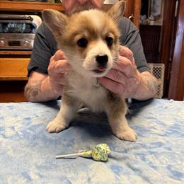 Red Male Corgi Available - AKC Registered in Paw Paw, mi