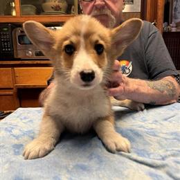 Red Male Corgi for Adoption in Paw Paw, mi