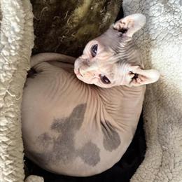 Sphynx Female Kittens Available in Sanford, fl