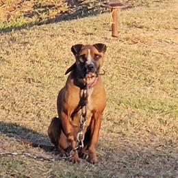 Pitbull Puppy Available in Hazlehurst, ga