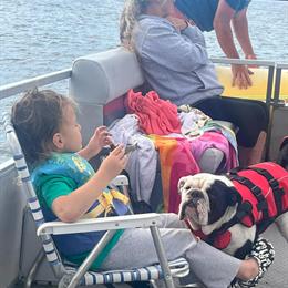 English Bulldog Stud Available for Breeding in Goshen, oh