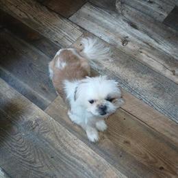 Shih Tzu/Yorkie Mix - Calm 6-Month-Old Male in Swanton, oh