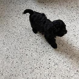 Miniature Cockapoo Puppies Available in Elizabeth City, nc