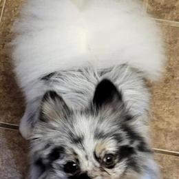Male Pomeranian for Sale - 9 Months Old in Charleston, wv