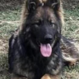 Male and Female German Shepherds Looking for Loving Homes in Greenville, oh