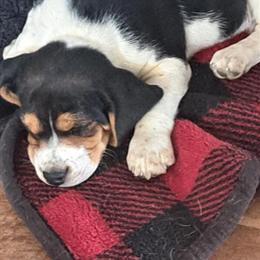Beagle Puppies Available in Lakeville, oh