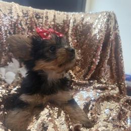 Yorkshire Terrier Female AKC from Champion Lineage in North Royalton, oh