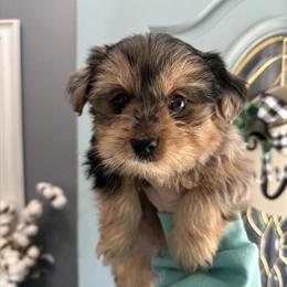 Female Yorkshire Terriers for Adoption in Lawrenceburg, ky
