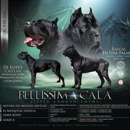 Cane Corso Litter from AKC Import Lines in Augusta, ga