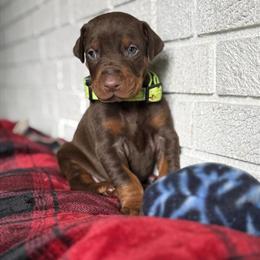 AKC European Doberman Puppies Available in Wooster, oh