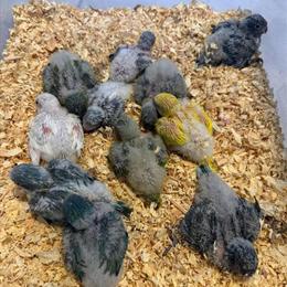 Quaker Parrots for Sale in Miami, fl