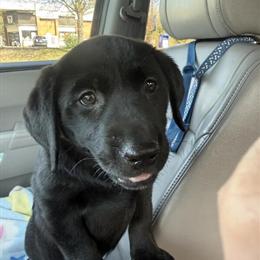 AKC Female Black Labrador Retriever Ready for Forever Home in Spotsylvania, va