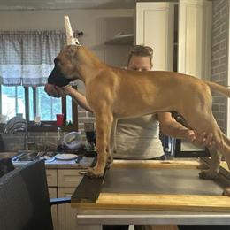 Show Quality Male Fawn Great Dane Available in Mora, mn
