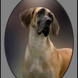 Great Dane Puppy Ready Now in Mora, mn