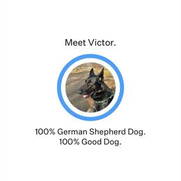 Black German Shepherd for Stud - AKC Registered in Columbus, oh