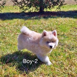 Pomsky Puppies Ready for Adoption in Montpelier, oh