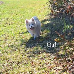 Pomsky Puppies for Adoption - 1 Female and 2 Males in Montpelier, oh
