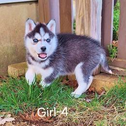 Siberian Husky Puppies Available with AKC Registration in Montpelier, oh