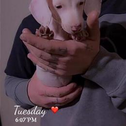 Mini Dachshund for Adoption in Newton, nc