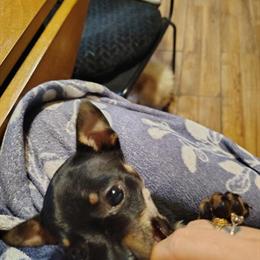 Tiny Female Chihuahua - 12 Weeks Old in Cleves, oh