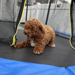 Male Toy Poodle Available in Philadelphia, pa