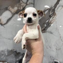 Chihuahua Puppy Available in Philadelphia, pa