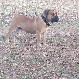 Boerboel Stud Available - Fawn Male with Great Personality in Newport News, va