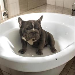 Blue French Bulldog - Big Rope Style in Philadelphia, pa