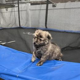 Male Pomeranian Available in Philadelphia, pa