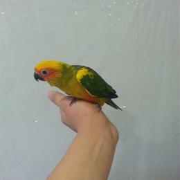Sun Conures for Sale - 3 Friendly Babies Available in New York, ny