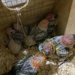 Baby Sun Conure Available in New York, ny