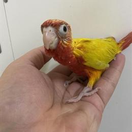 Sun Conures Available - 4 to 7 Weeks Old in New York, ny