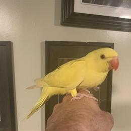 Handfed Indian Ringnecks for Sale in Danville, va