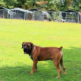 Boerboel Stud Available in Newport News, va