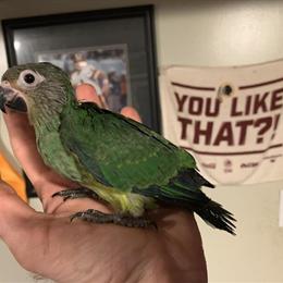 Handfed baby dusky conures for sale in Danville, va