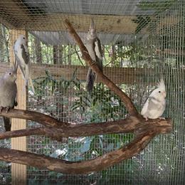 Handfed baby cockatiels for sale in Danville, va