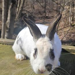 New Zealand Buck Rabbit for Sale in Zanesville, oh