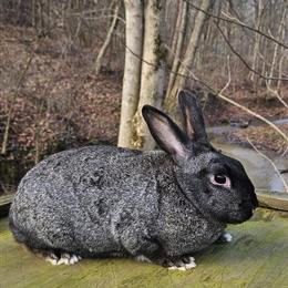 Silver Fox Mix Buck Rabbits for Adoption in Zanesville, oh