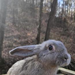 Flemish Giant Mix Bunnies for Rehoming in Zanesville, oh
