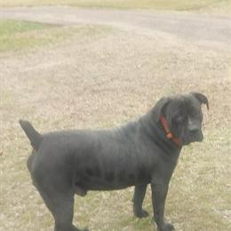 Boerboel Stud Available - Strong Protector in Newport News, va