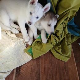 Siberian Husky Puppies Available in Cincinnati, oh