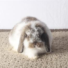 Holland Lop Bunny Rabbit Available for New Homes in Miami, fl
