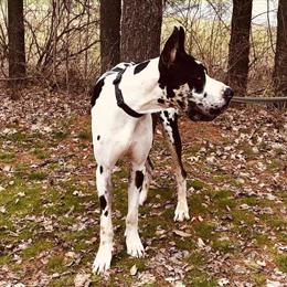 Great Dane Puppies Available - Unique Colors and AKC Parents in Cincinnati, oh
